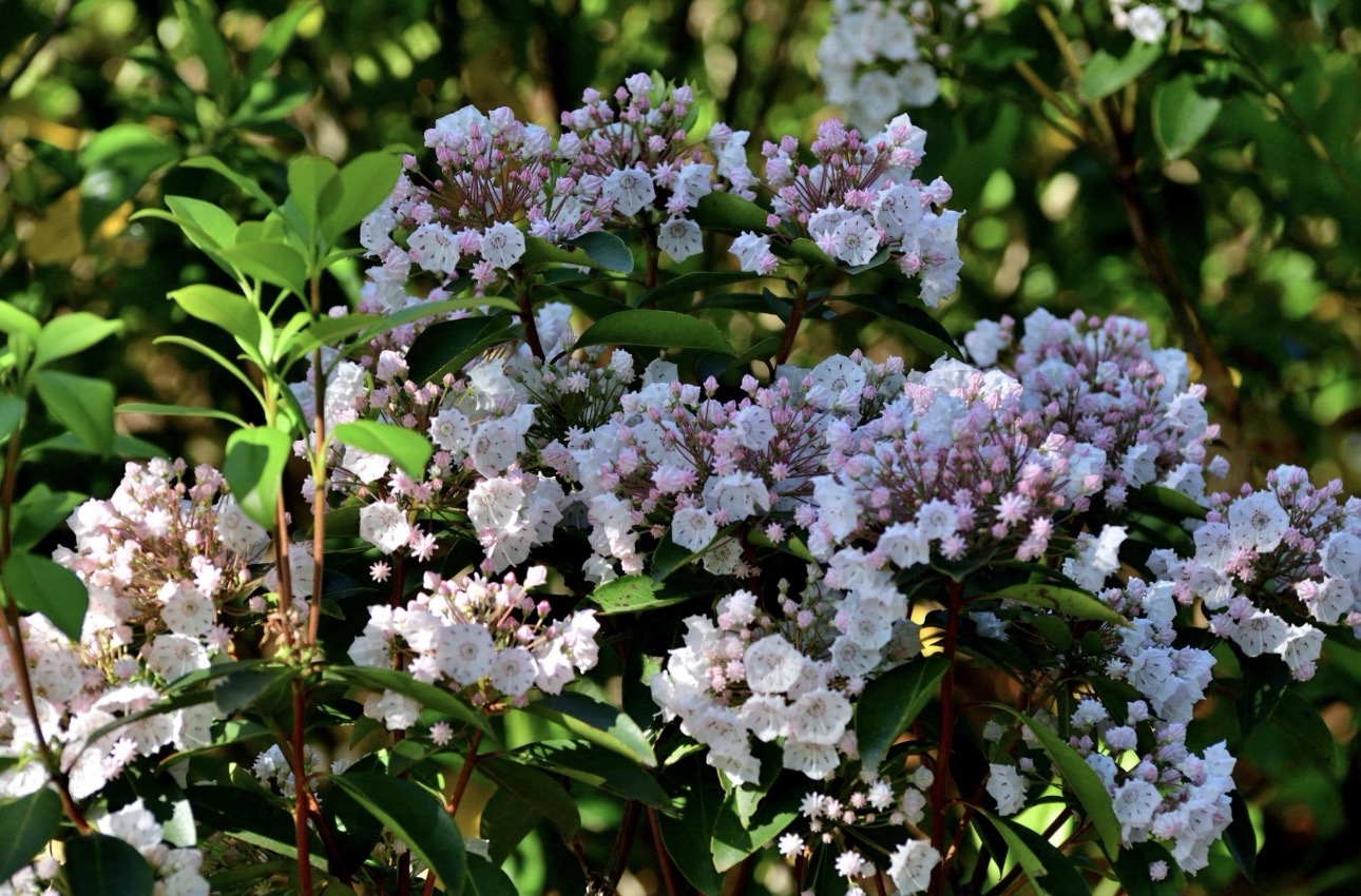 Virginia forest understory, The Laurel School