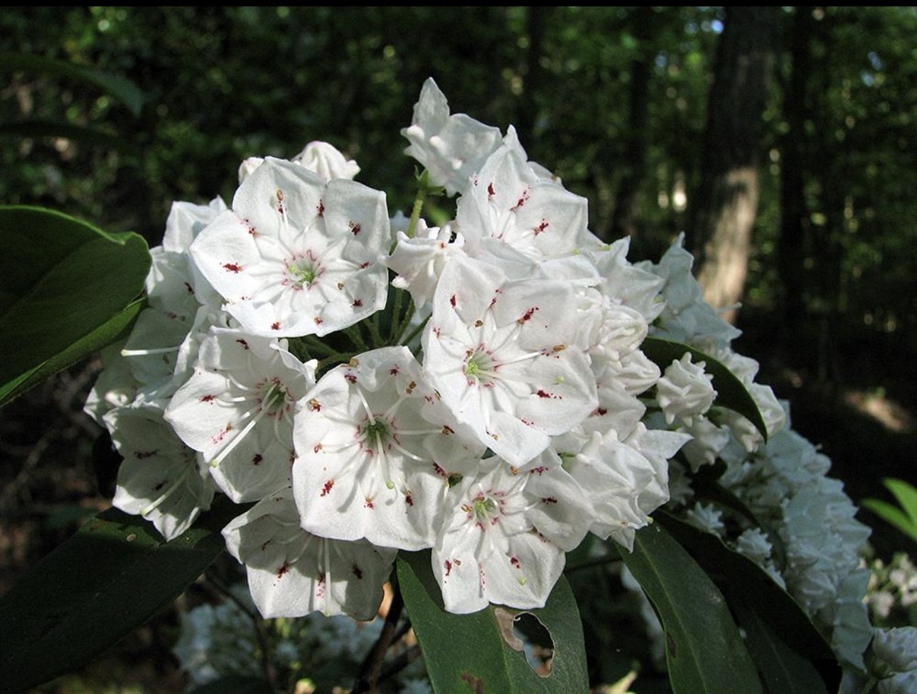 Mountain laurel in bloom, Virginia forest